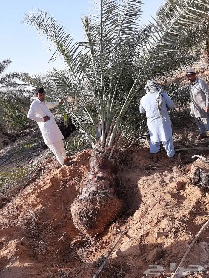 قشع وغرس النخيل 52