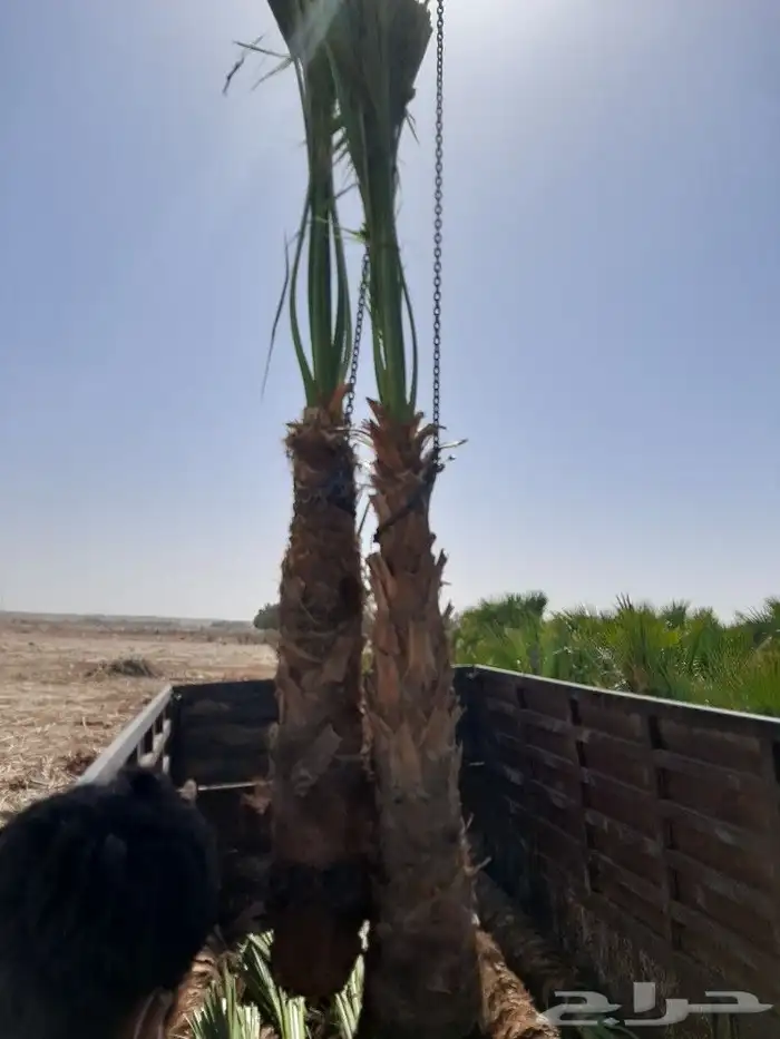 قشع وغرس النخيل 21