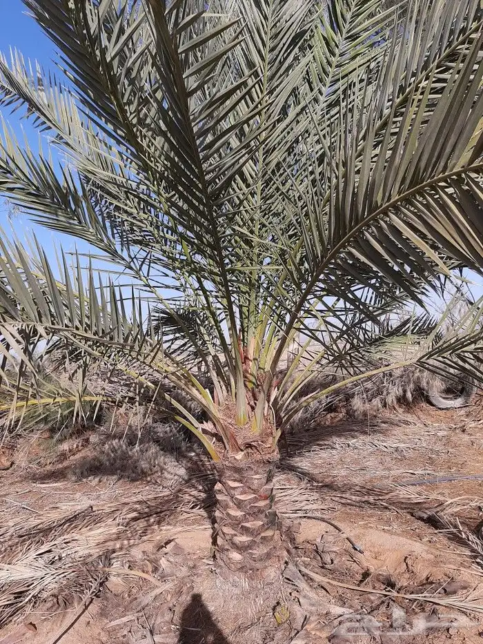 قشع وغرس النخيل 53