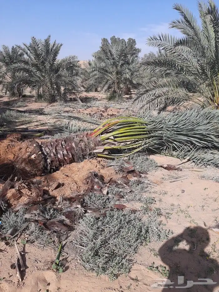 قشع وغرس النخيل 29