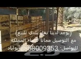 خلايا نحل بلدي للبيع وعسل طبيعي (جملة وقطاعي) 1