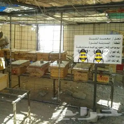 خلايا نحل بلدي للبيع وعسل طبيعي (جملة وقطاعي) 5