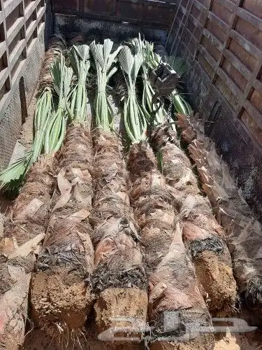 مقاول نخيل تكريب وتحويض وتوريد النخيل 9