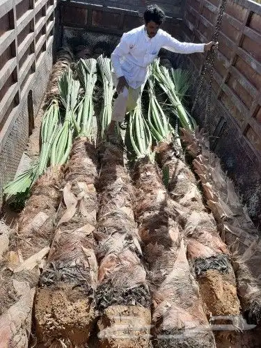 مقاول نخيل تكريب وتحويض وتوريد النخيل 10