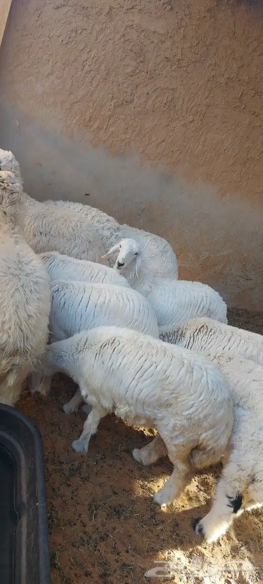 خروف على الجمر 6