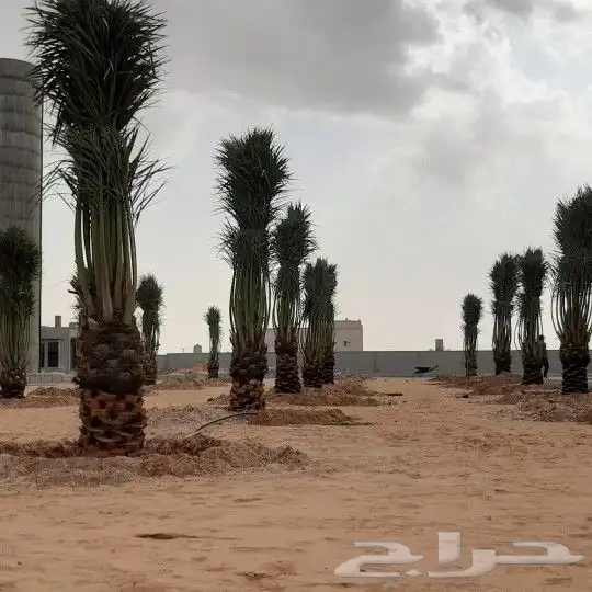 مقاول نخيل تكريب وتحويض وتوريد النخيل 6