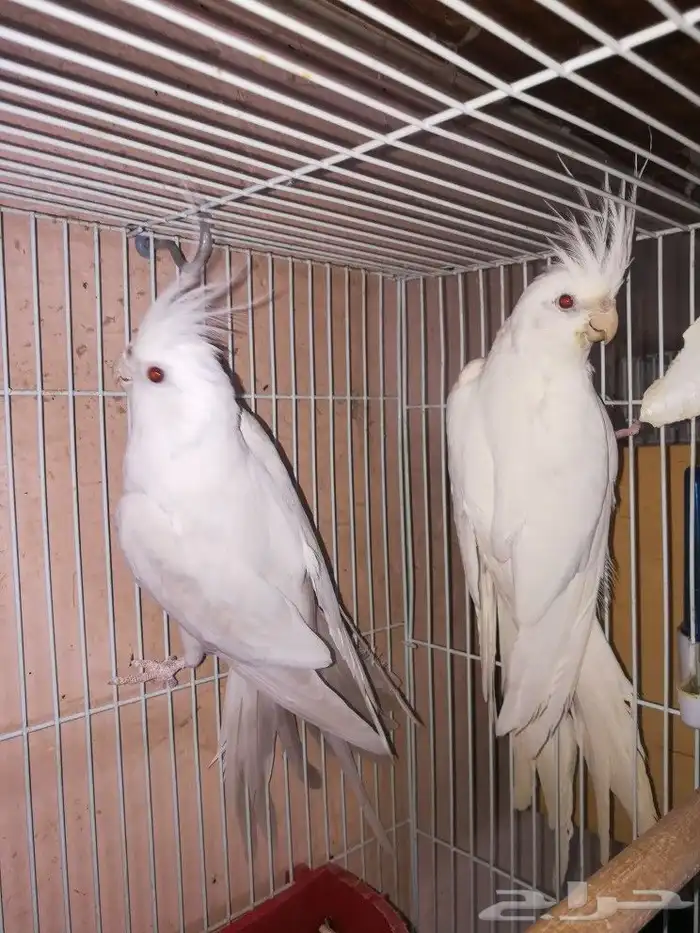 زوج البينو صافي عيون حمر 5