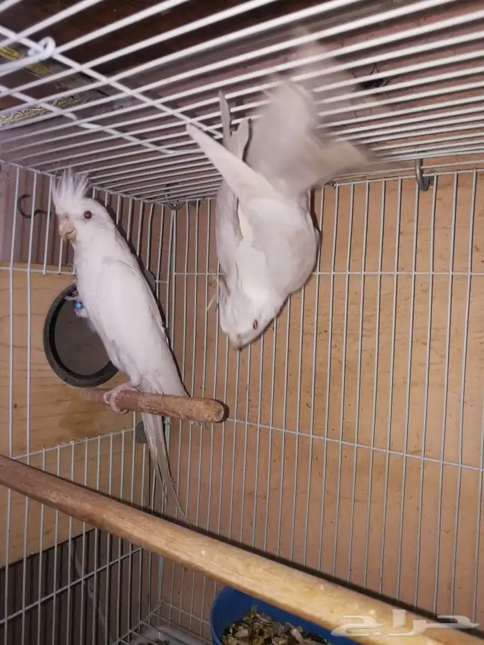 زوج البينو صافي عيون حمر 1