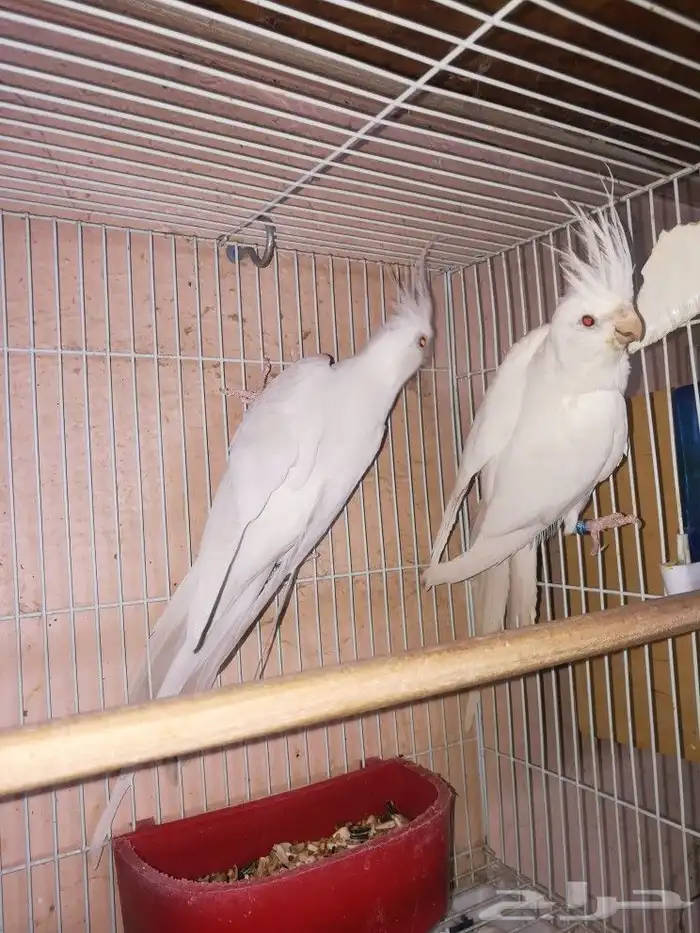 زوج البينو صافي عيون حمر 3