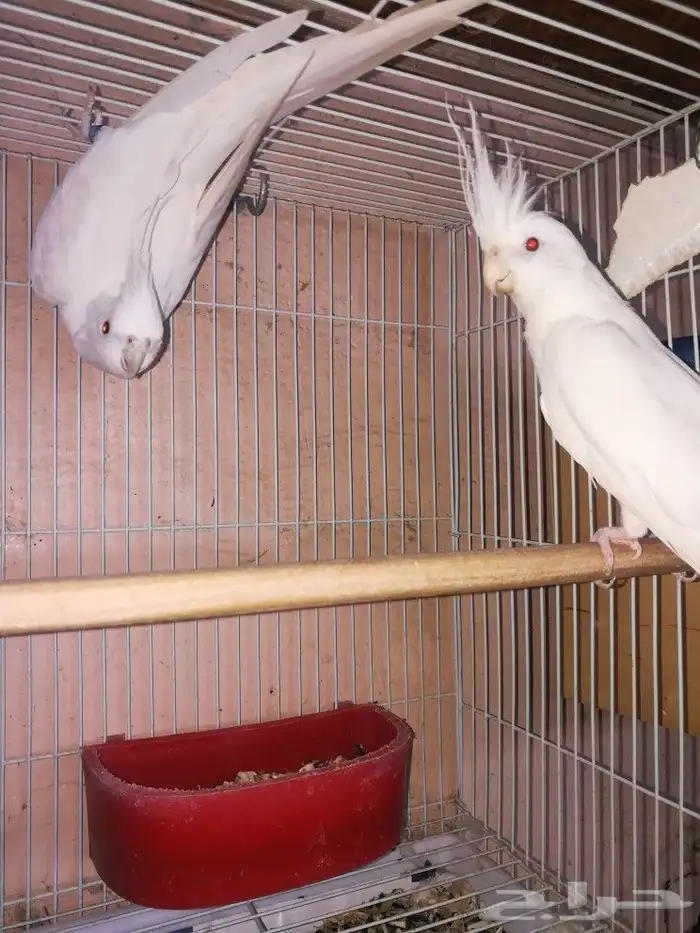 زوج البينو صافي عيون حمر 7