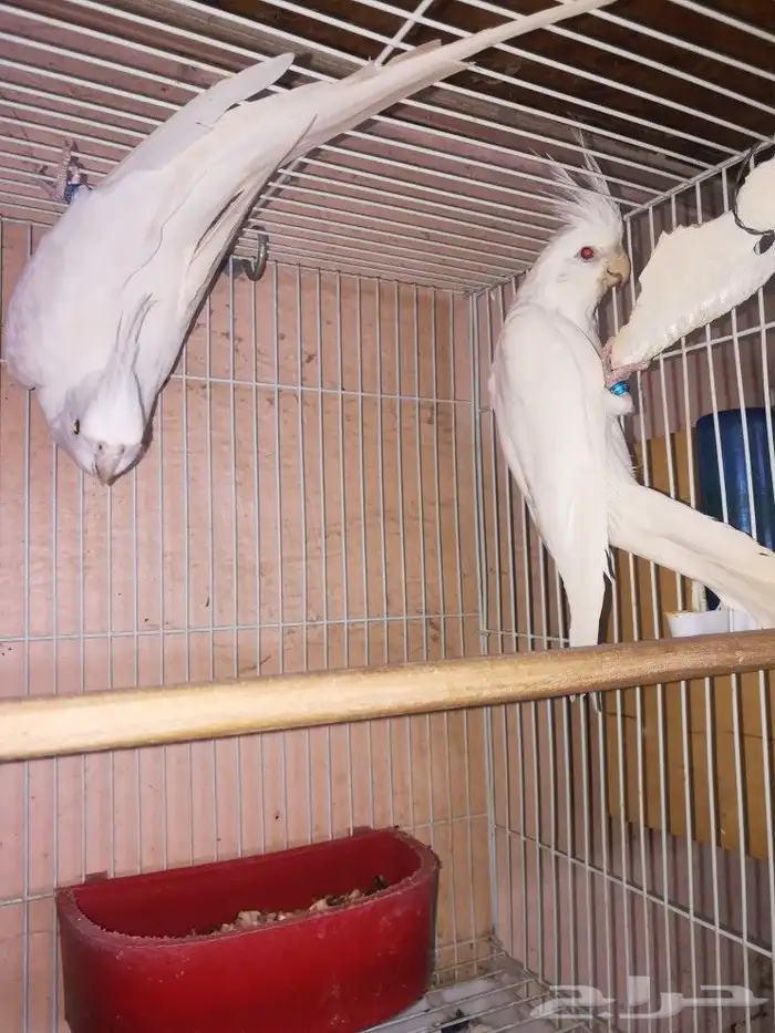 زوج البينو صافي عيون حمر 8