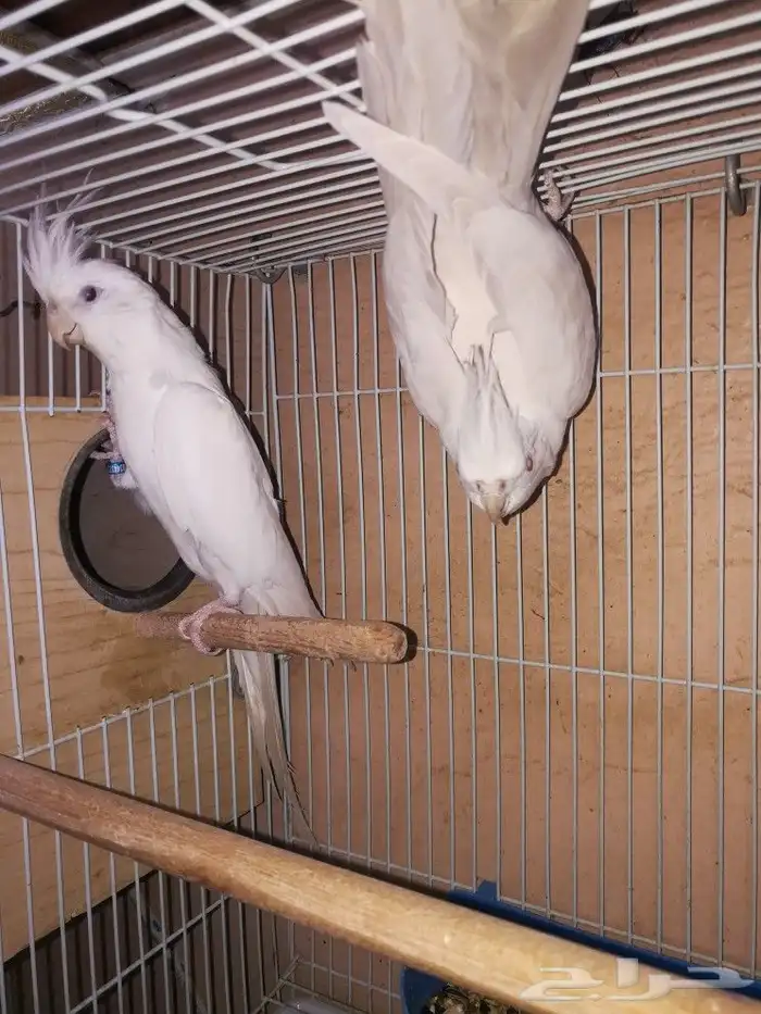 زوج البينو صافي عيون حمر 2