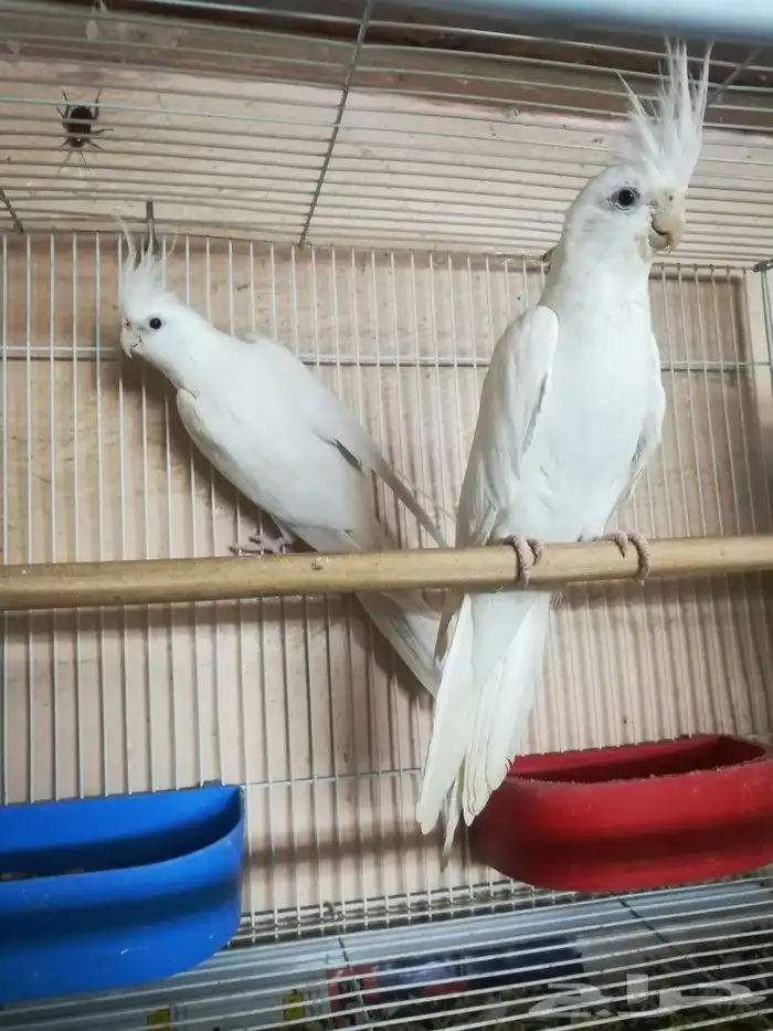 زوج البينو صافي عيون حمر 9