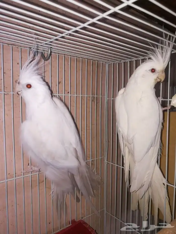 زوج البينو صافي عيون حمر 0