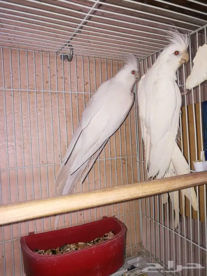 زوج البينو صافي عيون حمر 4