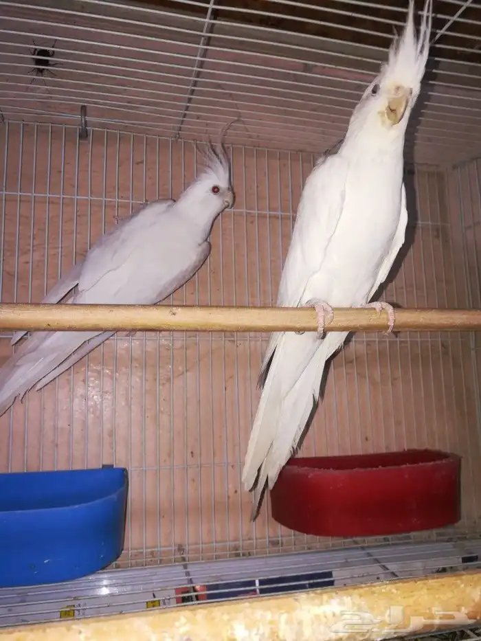 زوج البينو صافي عيون حمر 6