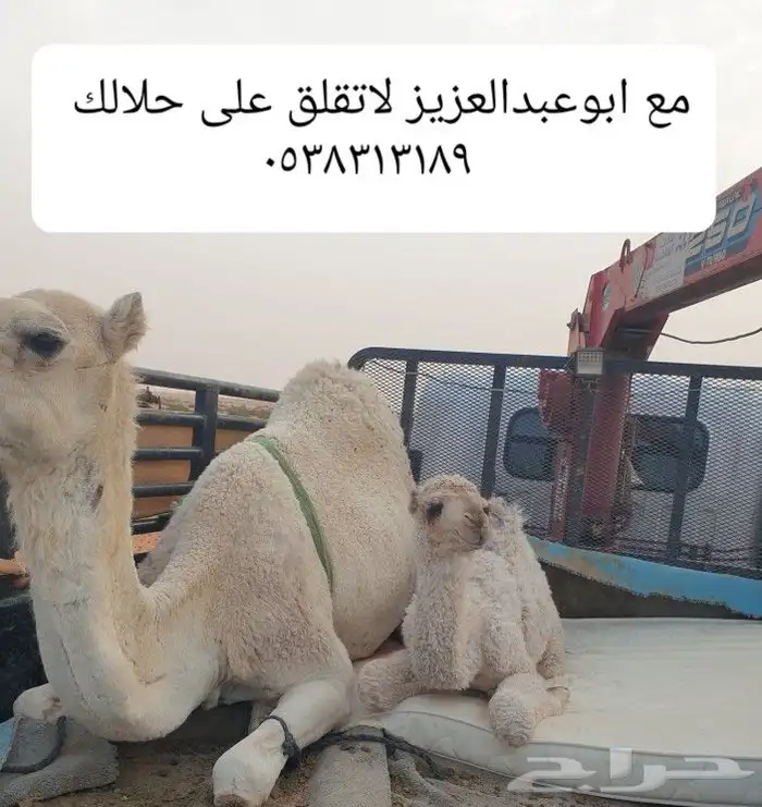 دنا ونش نقل ابل ومكائن وسحب دكات  6