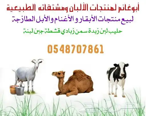 لبن غنم حليب ماعز لبن بقر حليب بقر خلفات زبدة 0