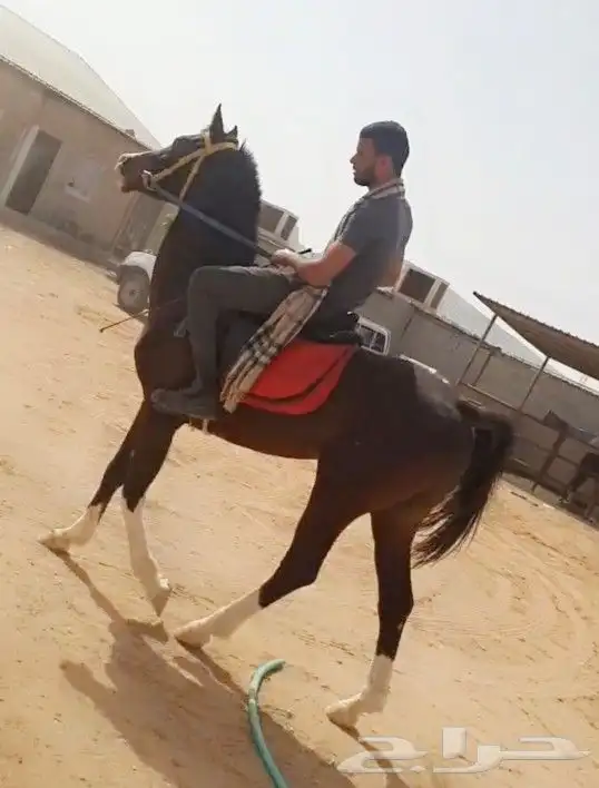 تدريب ركوب الخيل 3