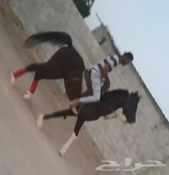تدريب ركوب الخيل 0