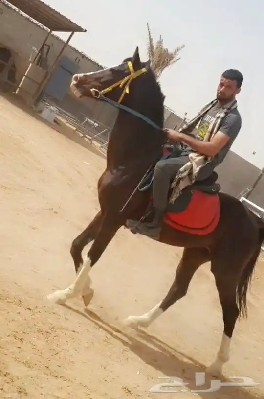 تدريب ركوب الخيل 2