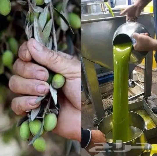 زيت زيتون فلسطيني بكر بعل لكل أرجاء السعودية 13