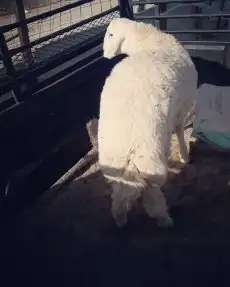 ذبايح حري سواكني نجدي مع خدمة السلخ والتوصيل 1