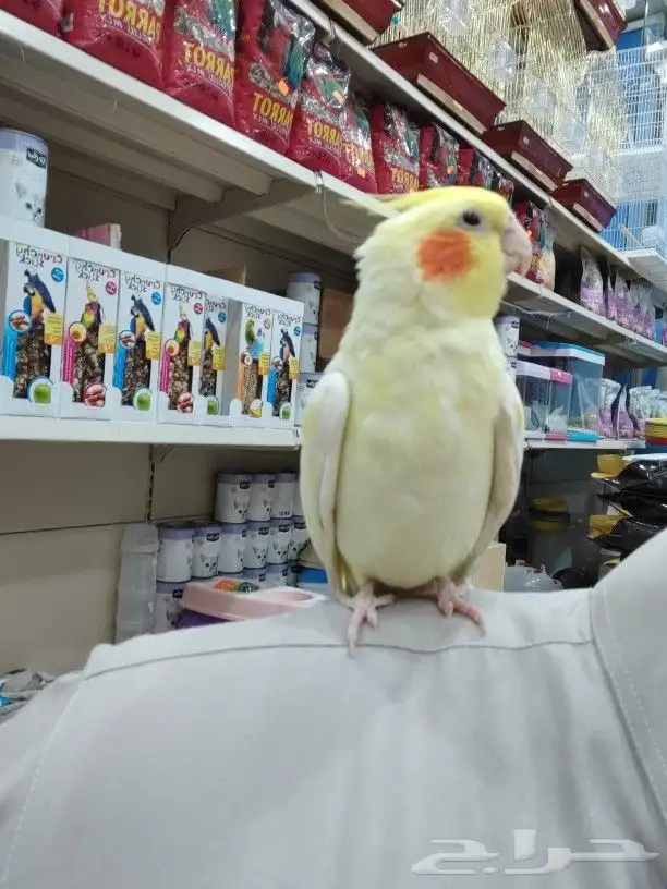 كروانات أليفه مدربه 3