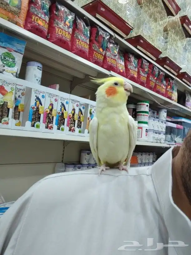 كروانات أليفه مدربه 5