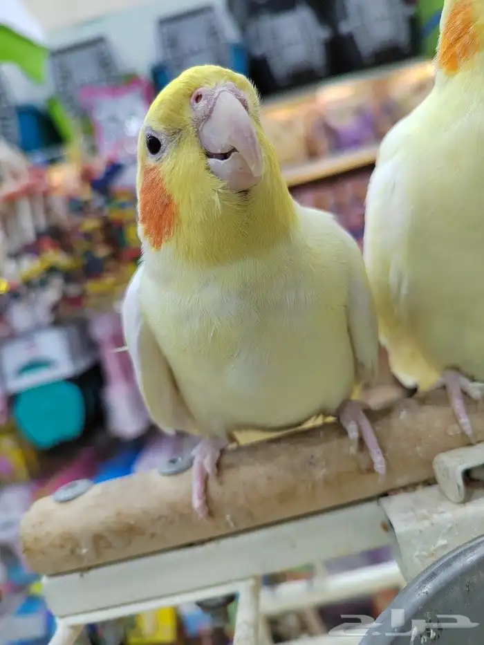 كروانات أليفه مدربه 2