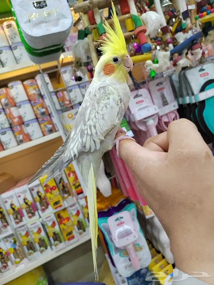 كروانات أليفه مدربه 0