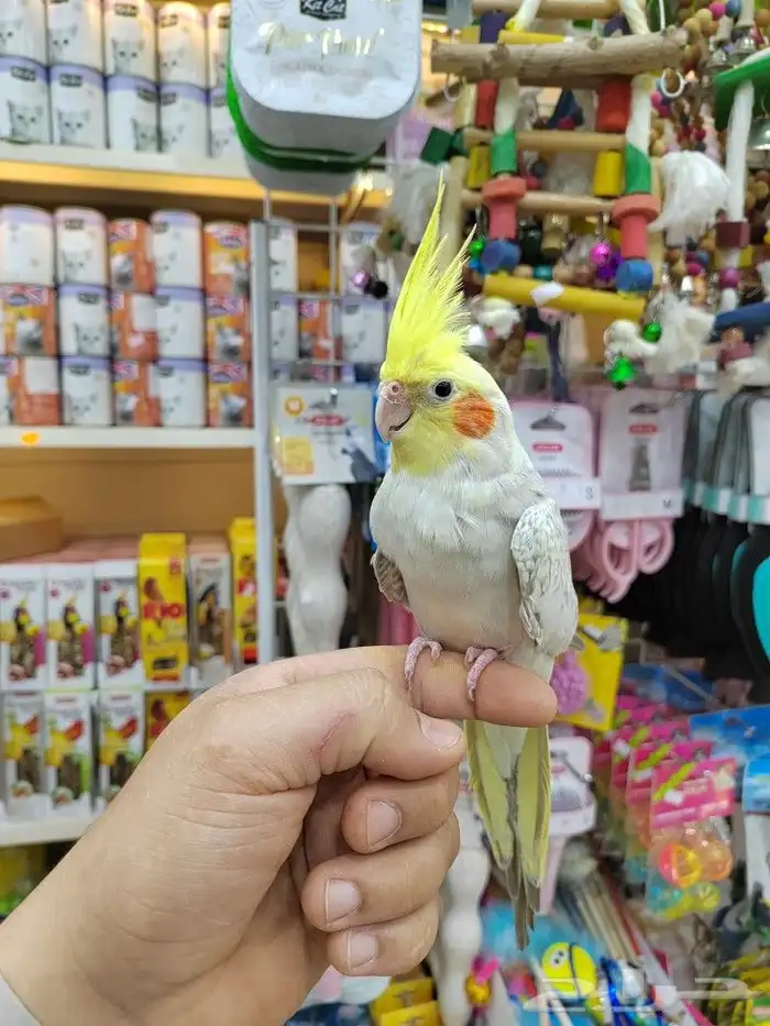 كروانات أليفه مدربه 9