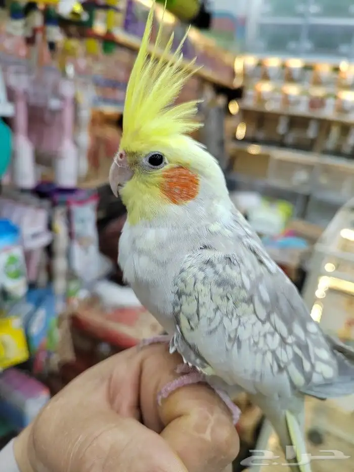 كروانات أليفه مدربه 7