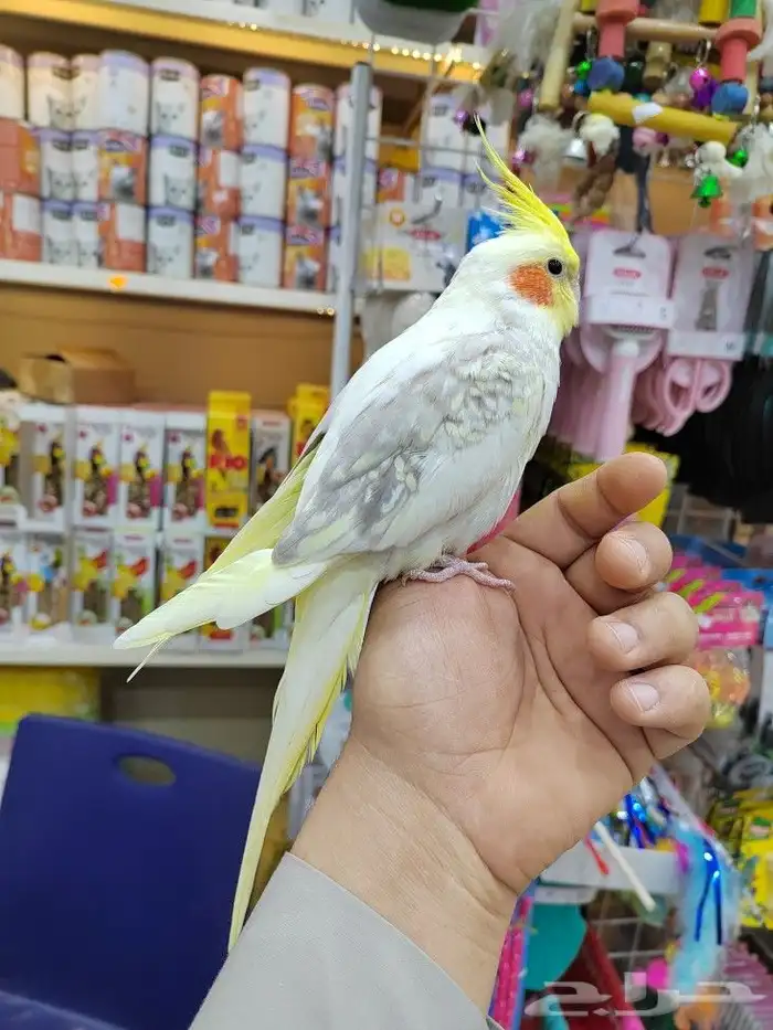 كروانات أليفه مدربه 15