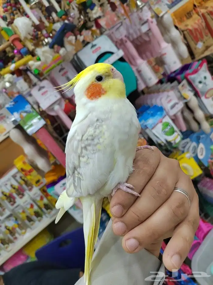 كروانات أليفه مدربه 14