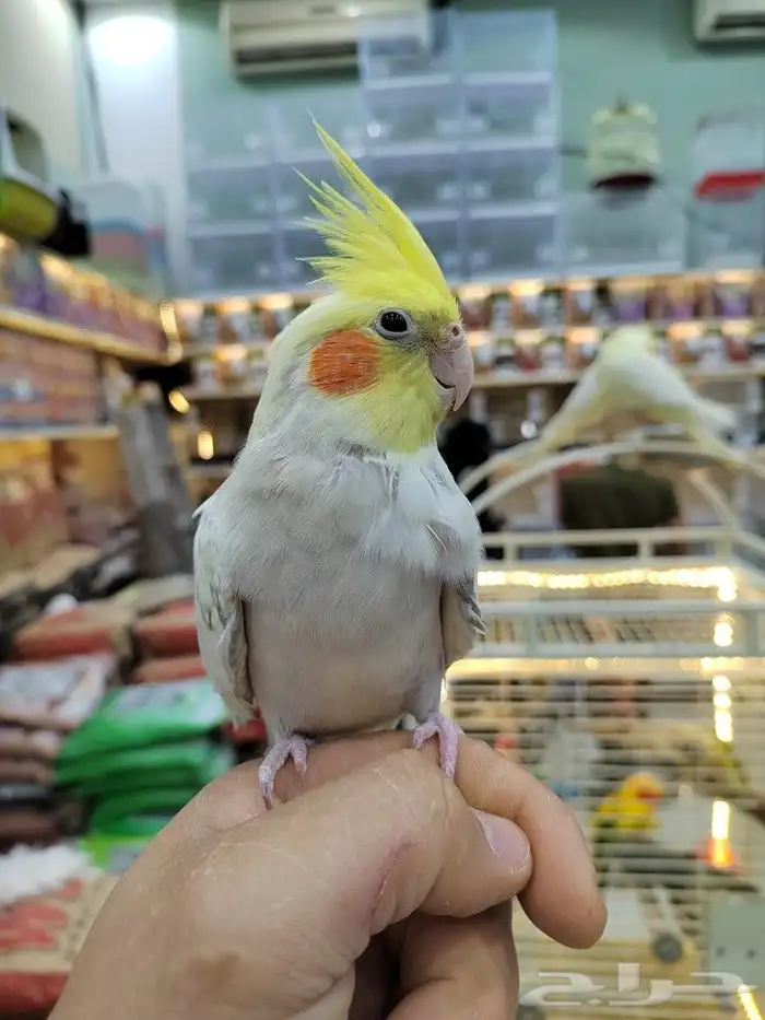 كروانات أليفه مدربه 11