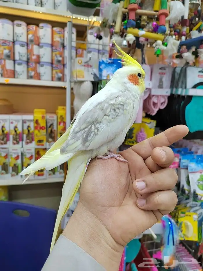 كروانات أليفه مدربه 12