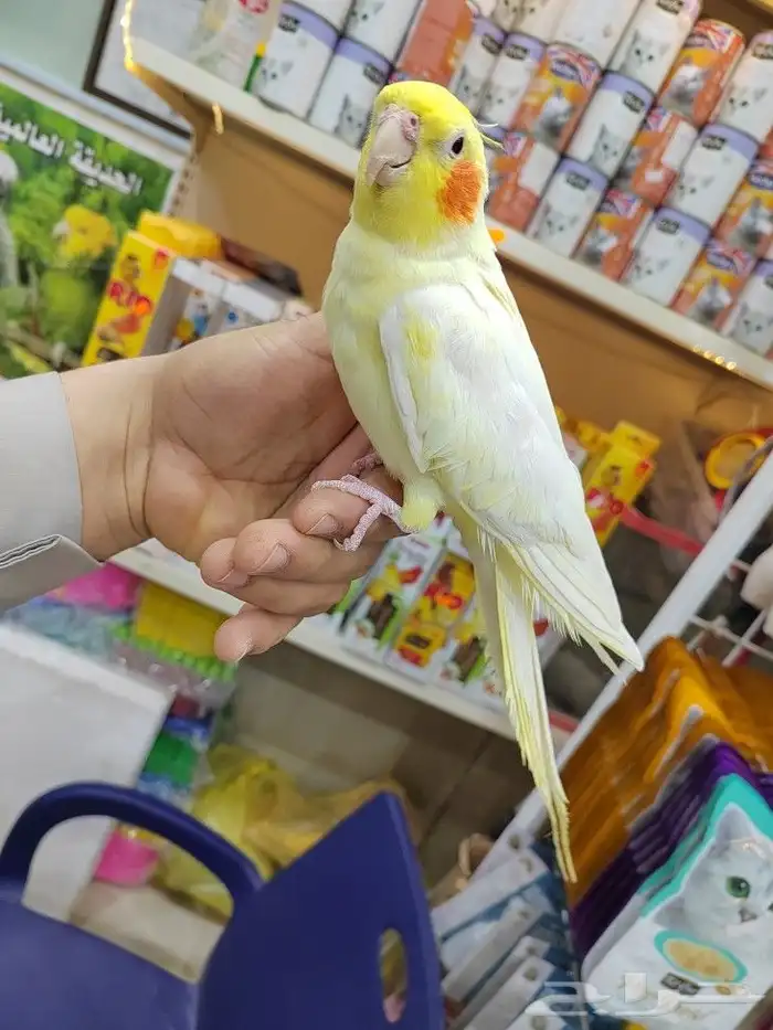 كروانات أليفه مدربه 4