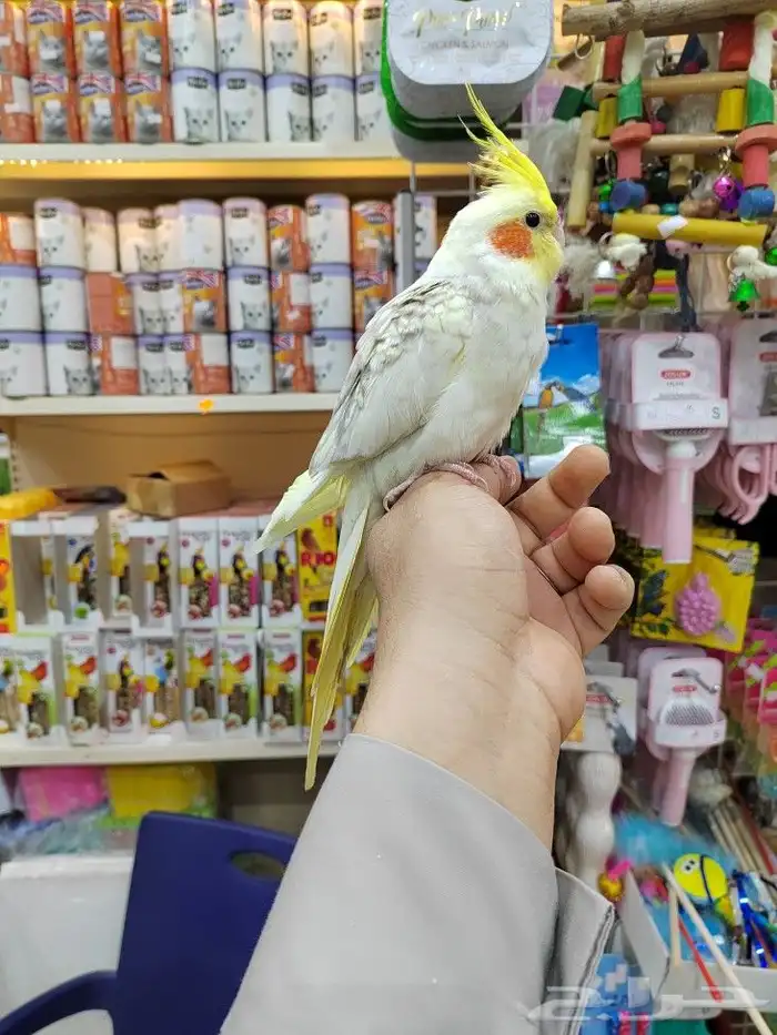 كروانات أليفه مدربه 16