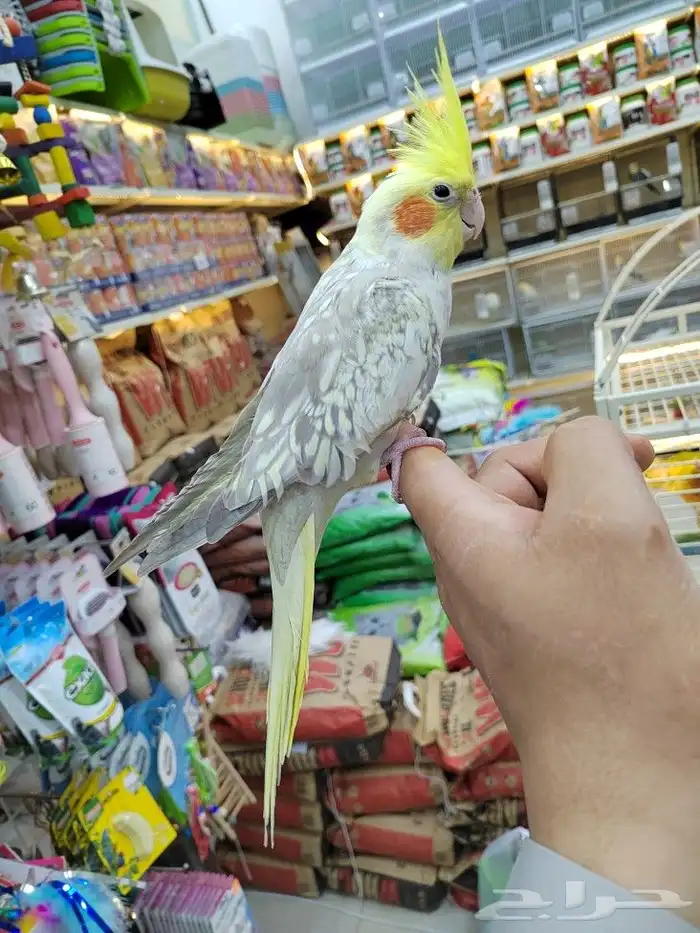 كروانات أليفه مدربه 10