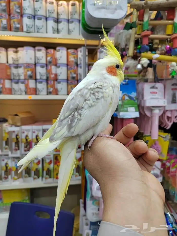 كروانات أليفه مدربه 1