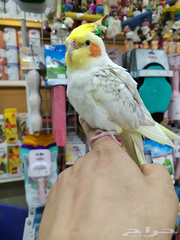 كروانات أليفه مدربه 8