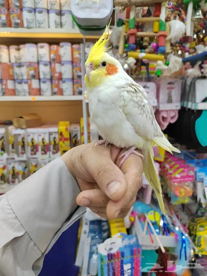 كروانات أليفه مدربه 17