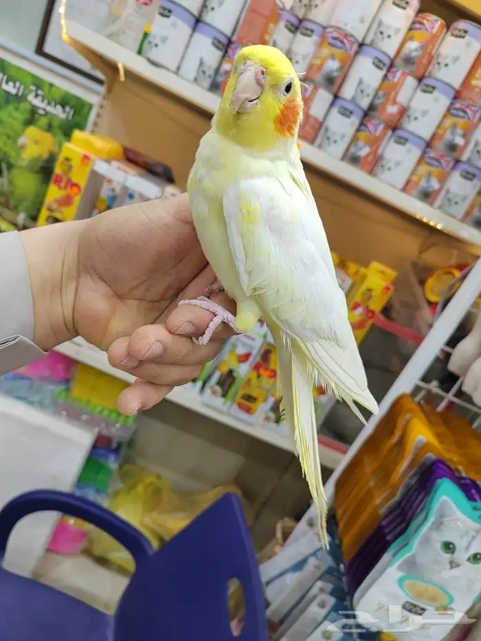 كروانات أليفه مدربه 6