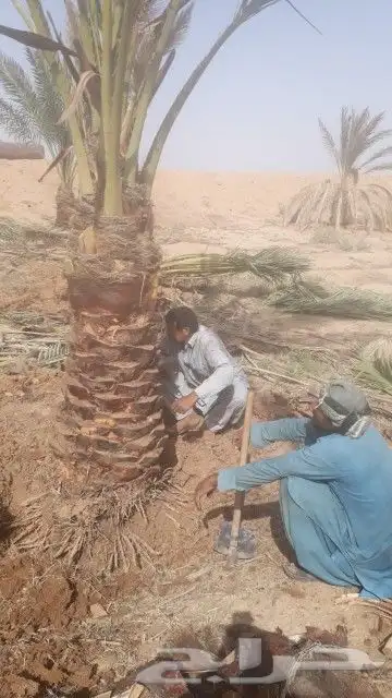 تركيب الشبوك وتوريدالنخيل 3