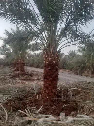 تركيب الشبوك وتوريدالنخيل 4
