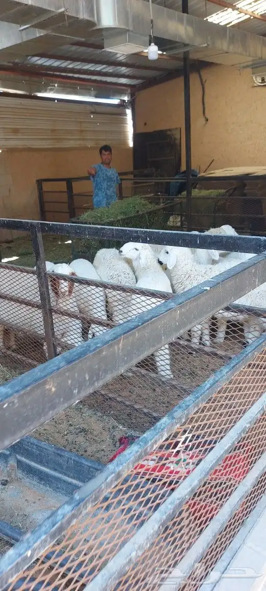 مطعم الخير يقدم خروف سيخ على الجمر 8