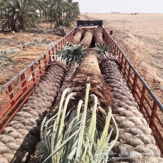 تركيب الشبوك وتوريدالنخيل 2