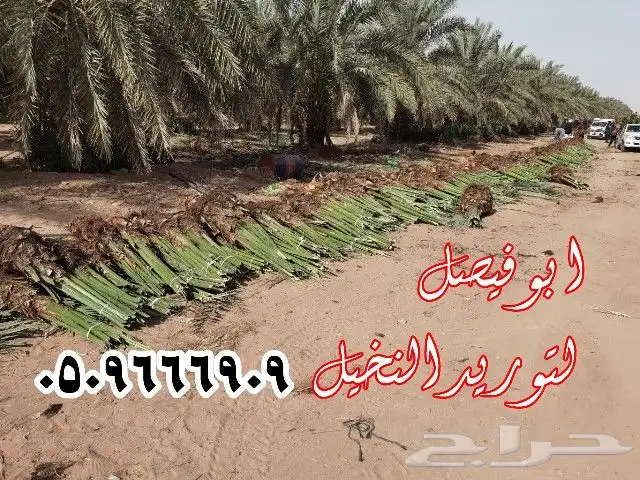 تركيب الشبوك وتوريدالنخيل 0