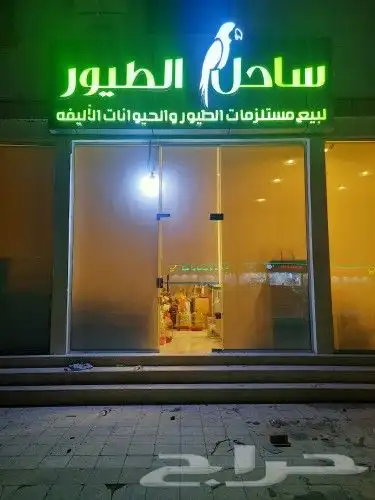 مستلزمات قطط وطيور هملايا سيامي شيرازي امريكي 99